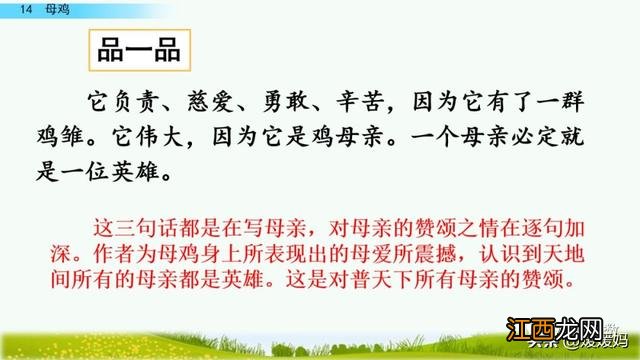 母鸡啥意思呢？母鸡什么意思网络用语，超有用！但很多人却不知道