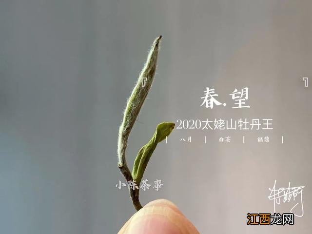 白茶什么时候喝好？白茶是属于什么茶，看懂这几点就够了