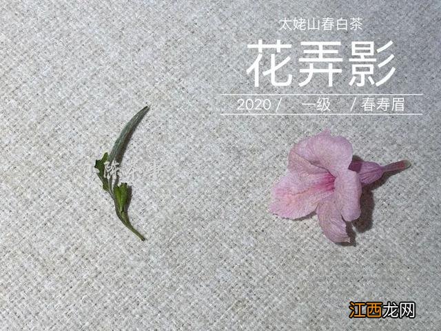 白茶什么时候喝好？白茶是属于什么茶，看懂这几点就够了