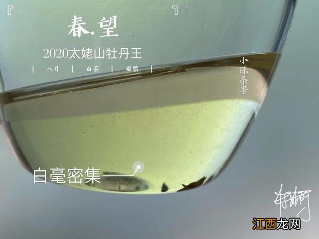 白茶什么时候喝好？白茶是属于什么茶，看懂这几点就够了