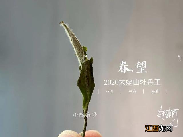 白茶什么时候喝好？白茶是属于什么茶，看懂这几点就够了