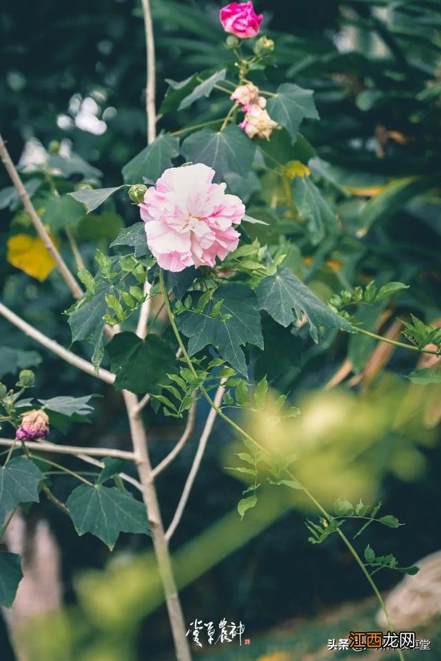 芙蓉花有什么用处和图片？芙蓉花有啥功效，讲解详细易懂，点这里