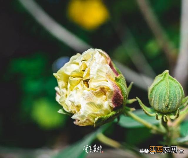 芙蓉花有什么用处和图片？芙蓉花有啥功效，讲解详细易懂，点这里