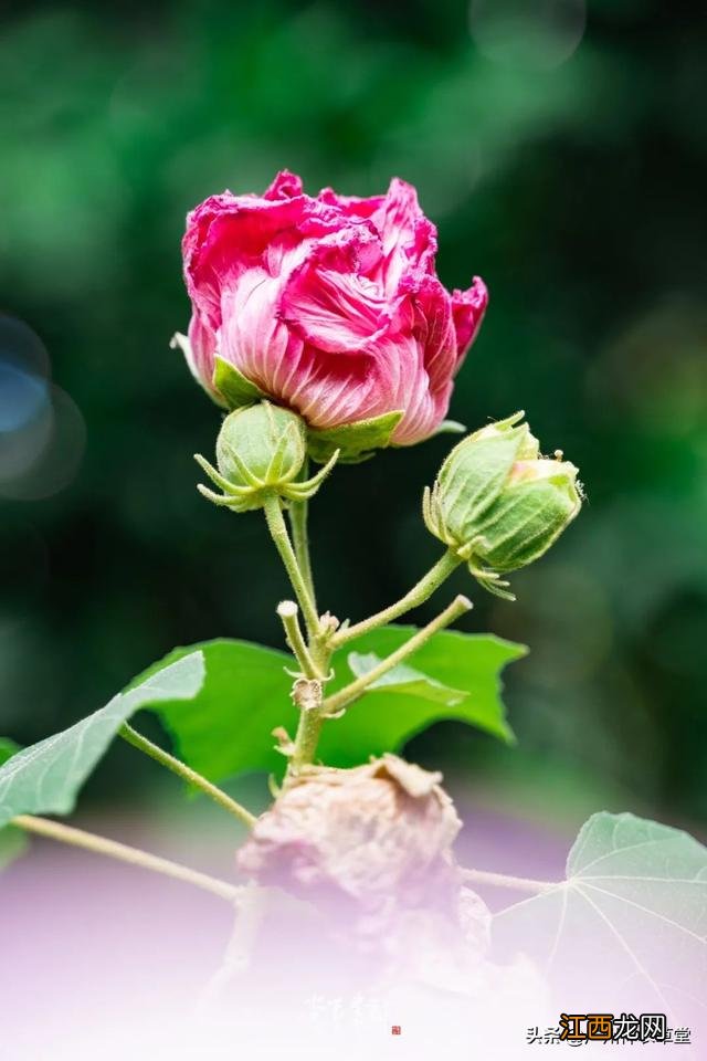 芙蓉花有什么用处和图片？芙蓉花有啥功效，讲解详细易懂，点这里