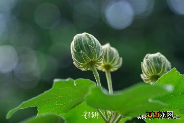 芙蓉花有什么用处和图片？芙蓉花有啥功效，讲解详细易懂，点这里