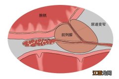 鸡吃蒜头有什么作用？鸡吃大蒜有什么疗效，这篇文章真值得看