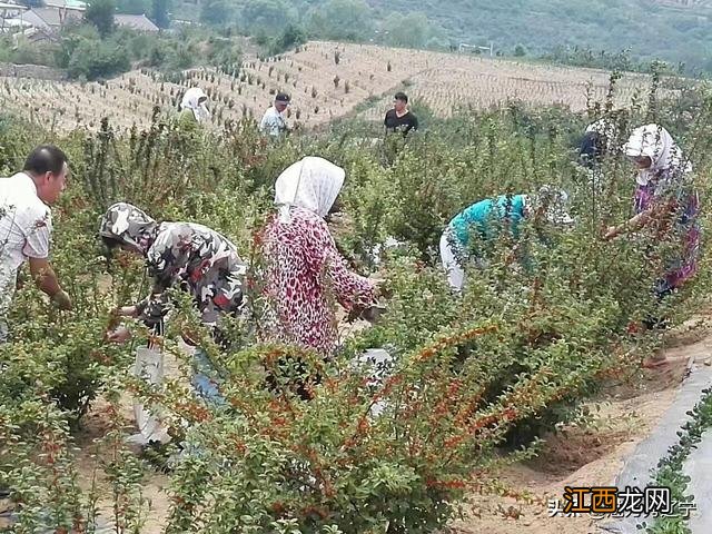 樱桃酒什么人不能喝？喝樱桃酒的危害，敲黑板，划重点