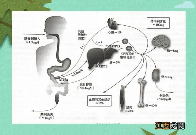 白果鱼是什么样的？白果子鱼是白姑鱼吗，科普文章来了