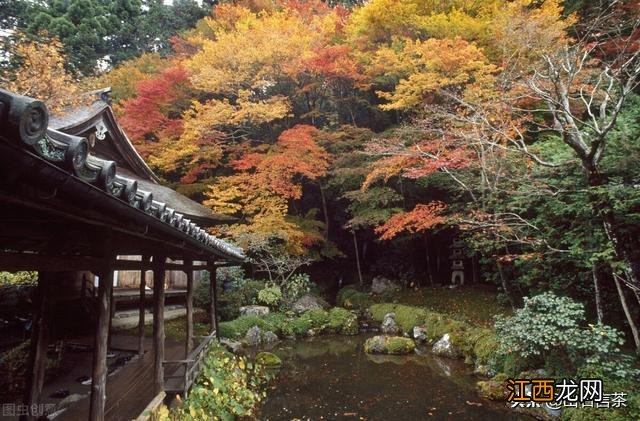 立秋后喝什么茶比较好?男士立秋后喝啥茶好,点赞精彩文章