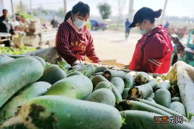 水萝卜是什么颜色的？水萝卜颜色图片，教你几招块来收藏