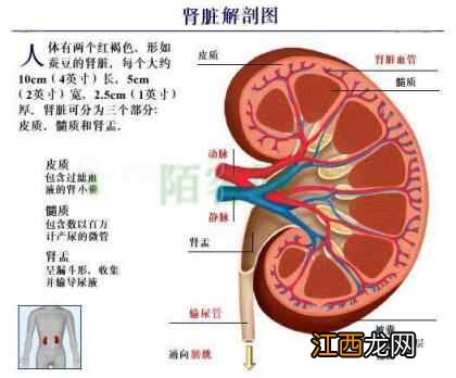 注重喝水的4个小细节，不花一分钱也能养生