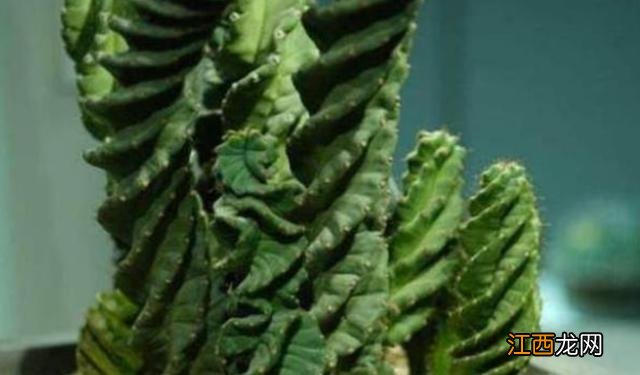 卷麻花是什么意思啊?卷麻花,这几个知识真想不到