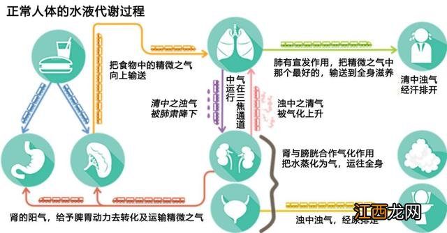 脾是干什么用的？脾是个啥东西，这几个点值得思考