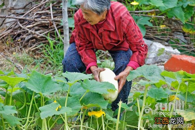 白玉瓜是什么瓜？白玉瓜是白瓜吗，又被刷新认知了