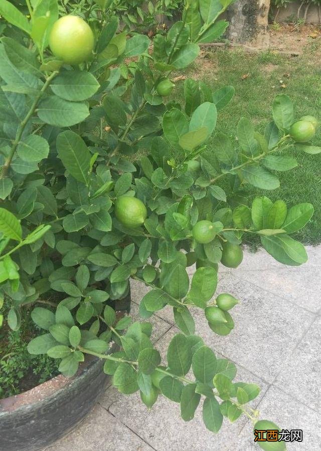 什么花美容效果好？美容花是指哪些花，请学会这一些知识