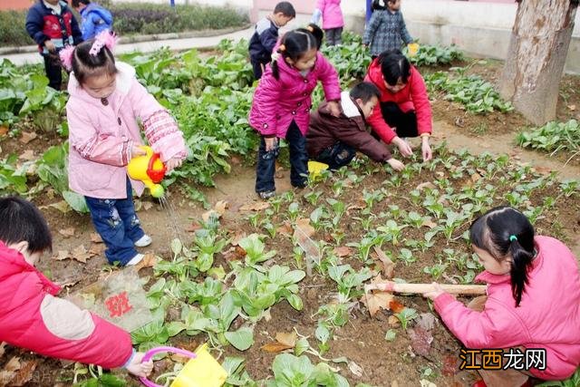 处暑前后种植什么？处暑适合种植什么菜，看看这里的体会