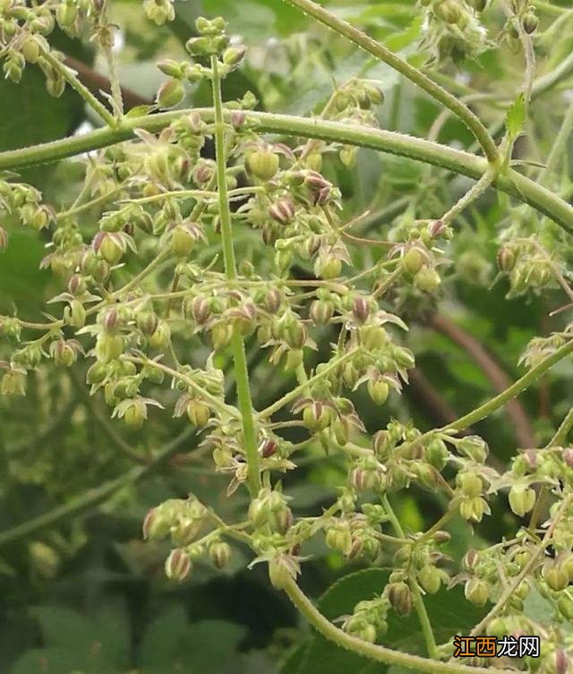 朝鲜菊泡水喝有什么功效？朝鲜菊泡水喝有什么功效，教给你，你可学会？