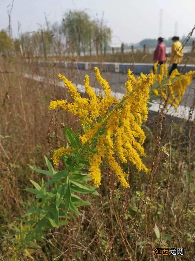 朝鲜菊泡水喝有什么功效？朝鲜菊泡水喝有什么功效，教给你，你可学会？