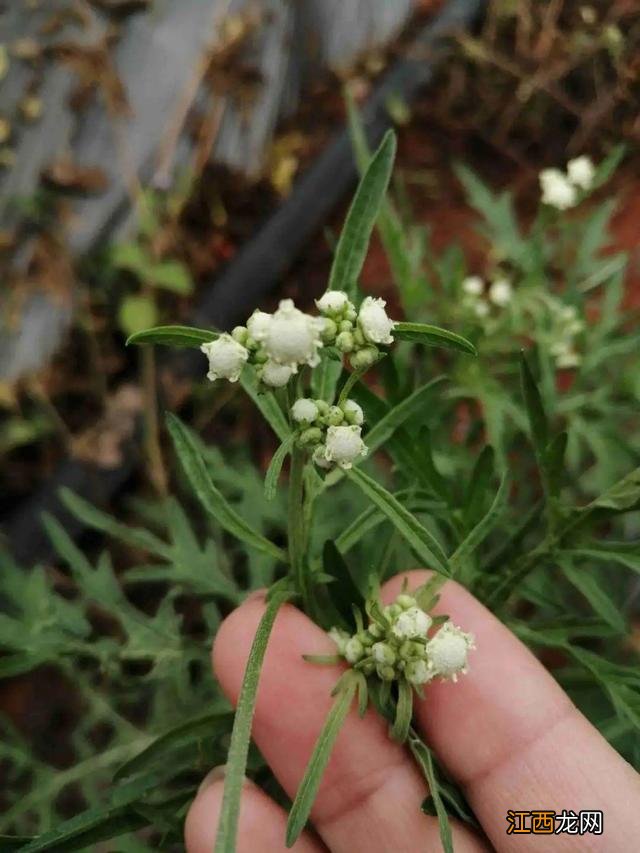 朝鲜菊泡水喝有什么功效？朝鲜菊泡水喝有什么功效，教给你，你可学会？