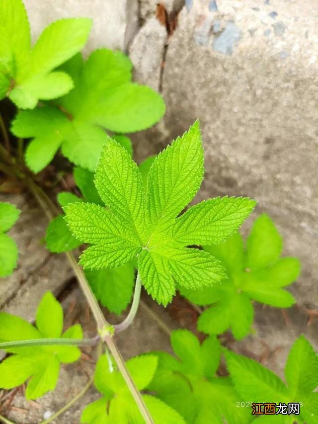 朝鲜菊泡水喝有什么功效？朝鲜菊泡水喝有什么功效，教给你，你可学会？