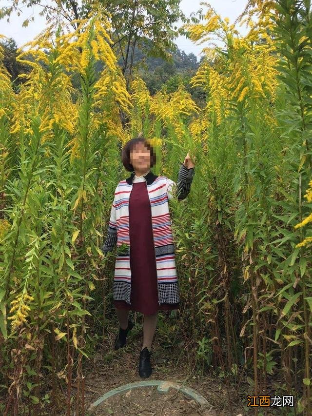 朝鲜菊泡水喝有什么功效？朝鲜菊泡水喝有什么功效，教给你，你可学会？