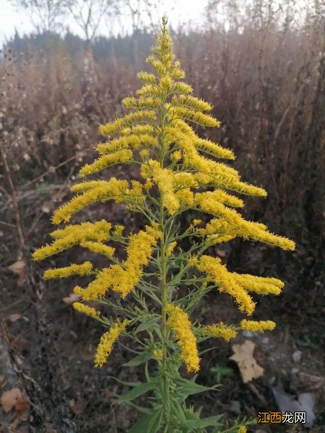 朝鲜菊泡水喝有什么功效？朝鲜菊泡水喝有什么功效，教给你，你可学会？