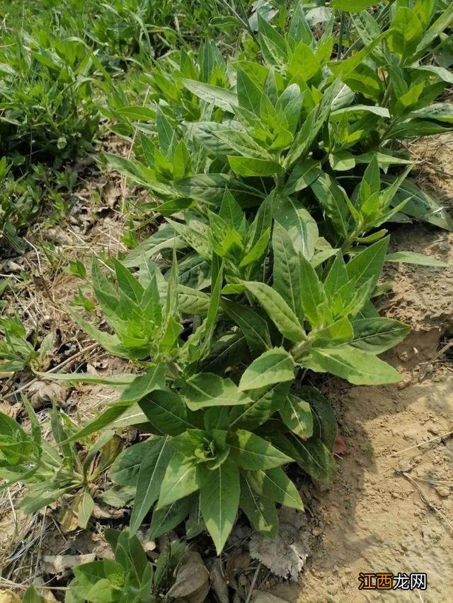 朝鲜菊泡水喝有什么功效？朝鲜菊泡水喝有什么功效，教给你，你可学会？