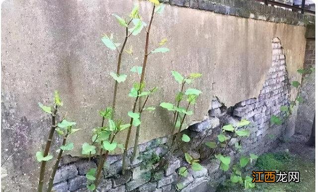 朝鲜菊泡水喝有什么功效？朝鲜菊泡水喝有什么功效，教给你，你可学会？