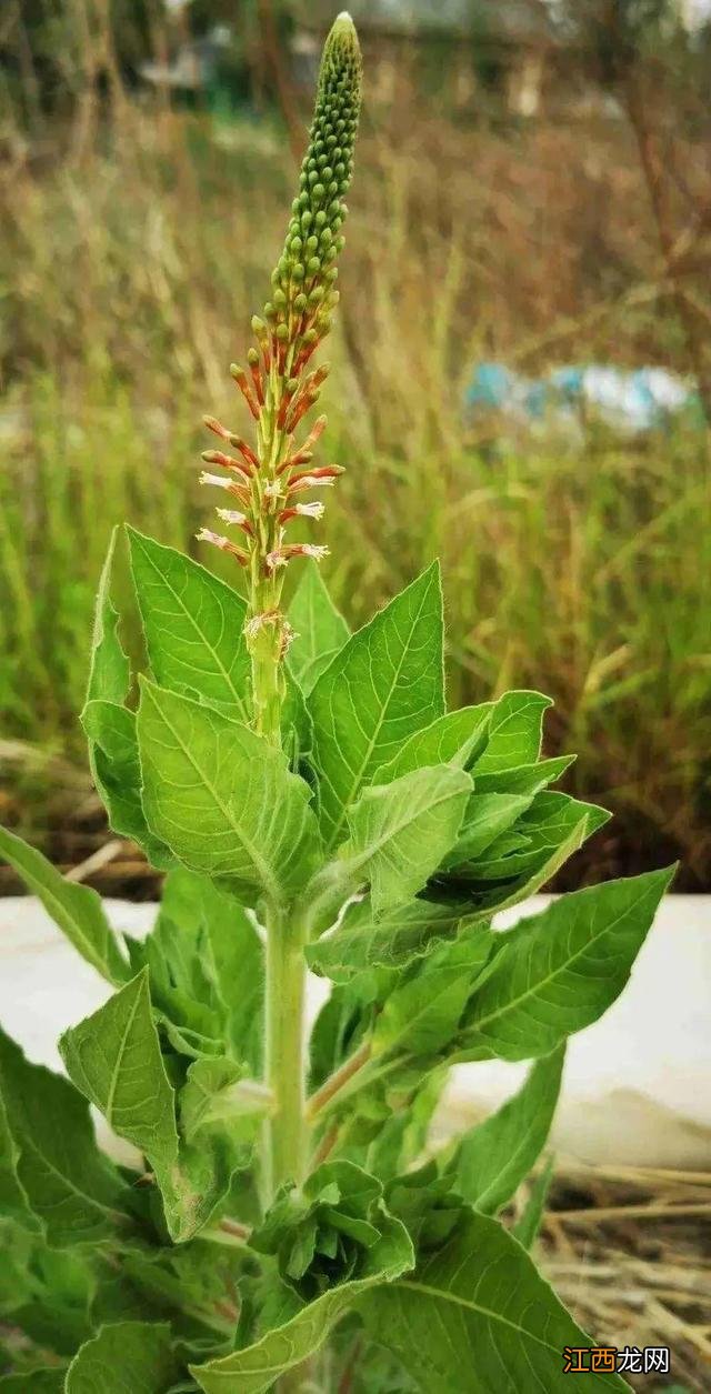 朝鲜菊泡水喝有什么功效？朝鲜菊泡水喝有什么功效，教给你，你可学会？