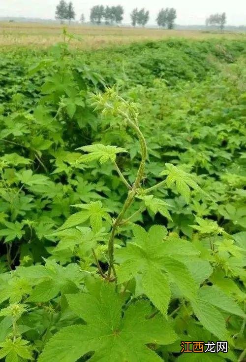 朝鲜菊泡水喝有什么功效？朝鲜菊泡水喝有什么功效，教给你，你可学会？