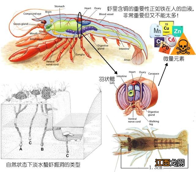 龙虾喜欢吃什么食物啊？龙虾爱吃的10种食物，看此文，一探究竟