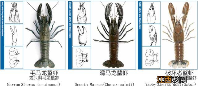 龙虾喜欢吃什么食物啊？龙虾爱吃的10种食物，看此文，一探究竟