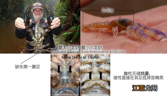 龙虾喜欢吃什么食物啊？龙虾爱吃的10种食物，看此文，一探究竟