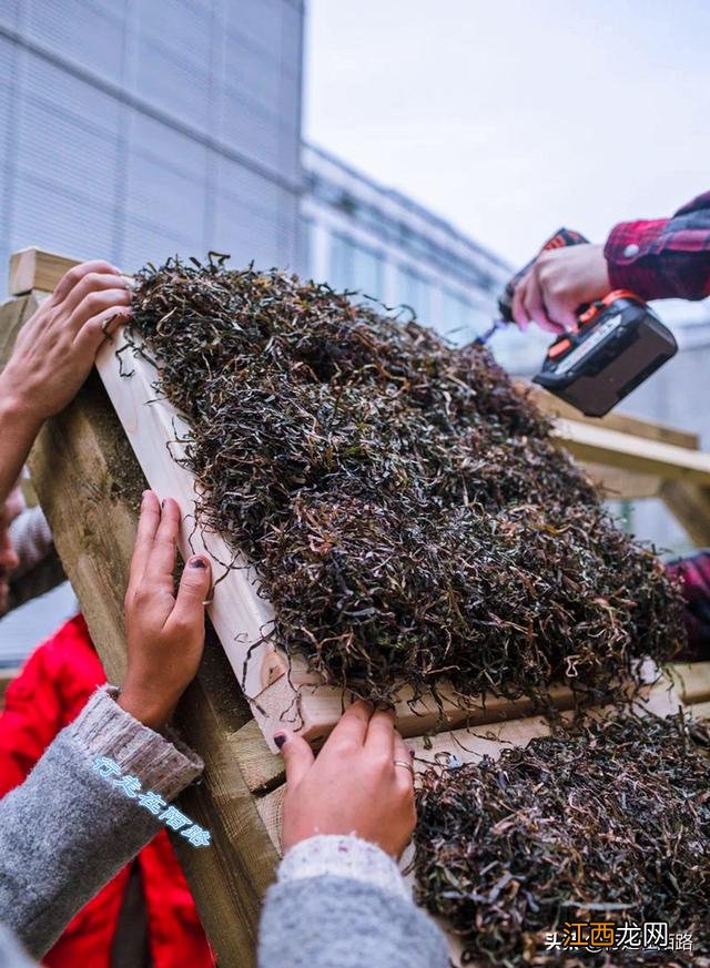 什么海藻好用又便宜？哪些是海藻，该问题已经解决