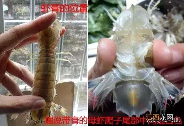 贝壳和小虾有什么区别？贝壳上怎么会有贝壳呢，看这里，给你答案