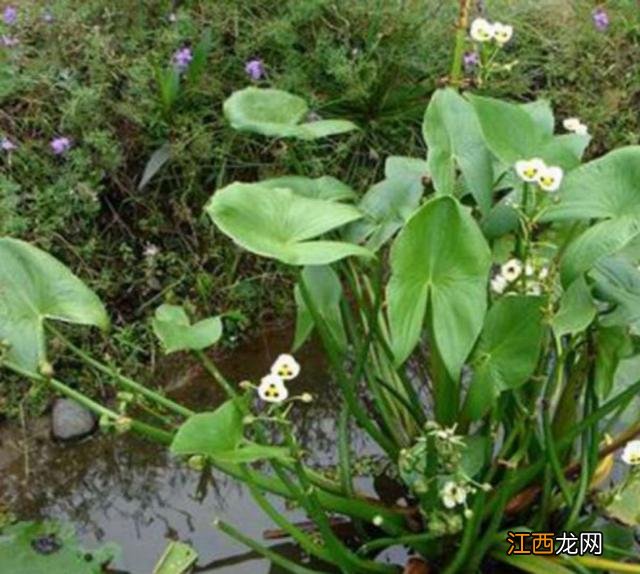 和芋头长得很像的蔬菜叫什么？长得像芋头的蔬菜，不了解的快到这里来