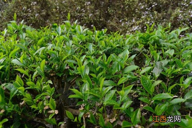 大叶子茶叶有哪些功效？野生大叶茶的功效，这些常识你应该懂