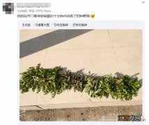 蕌头与藕可以一起炖？车前草与什么一起煲汤，您知道吗？来！