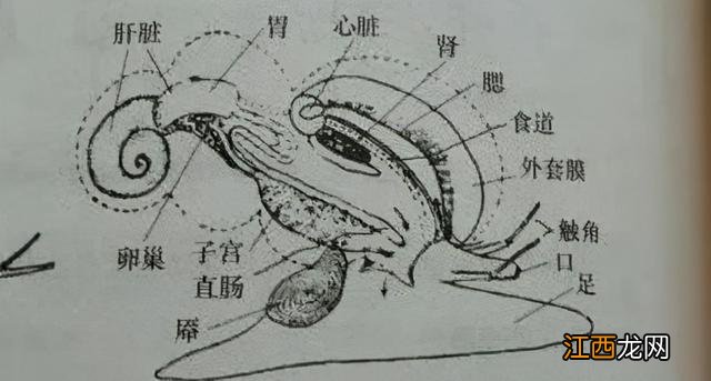 角螺炖什么比较好吃？角螺煲的家常做法，这篇告诉你