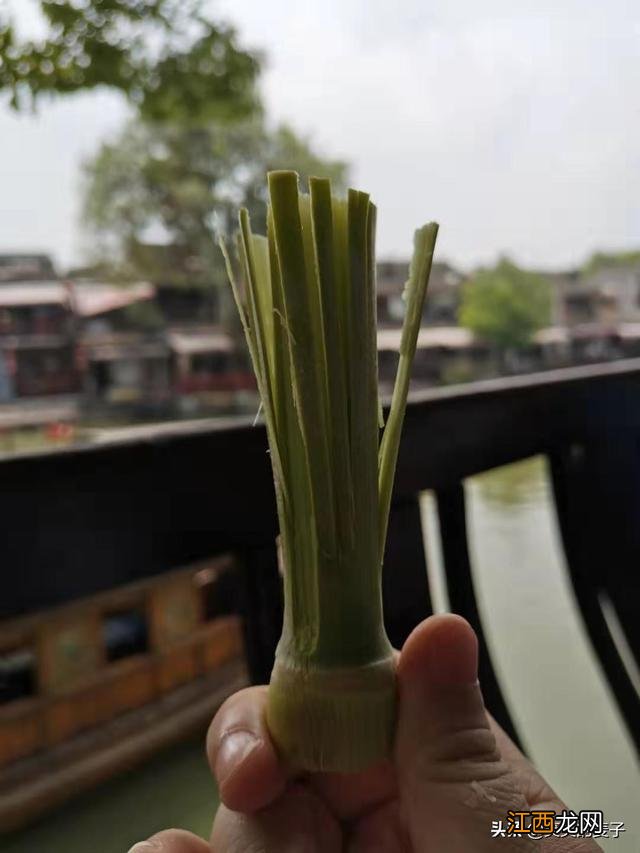 甜芦粟有什么作用？芦粟的营养价值及功效，文章引网友点赞