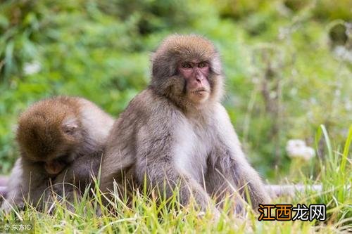 68年的猴53岁以后命运怎么样 68年属猴54岁命中注定，68年男猴的命运和婚姻