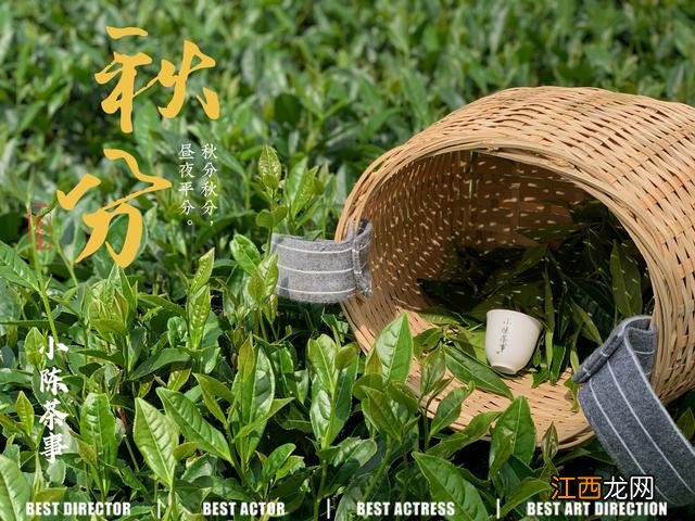 相思茶是怎样的？相思茶制茶过程，点开这里寻高招