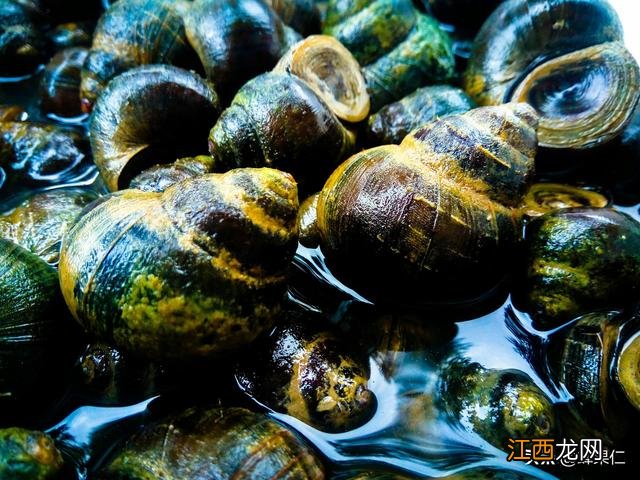 螺蛳对水质有什么作用？螺蛳有什么功效，你必须知道的真相