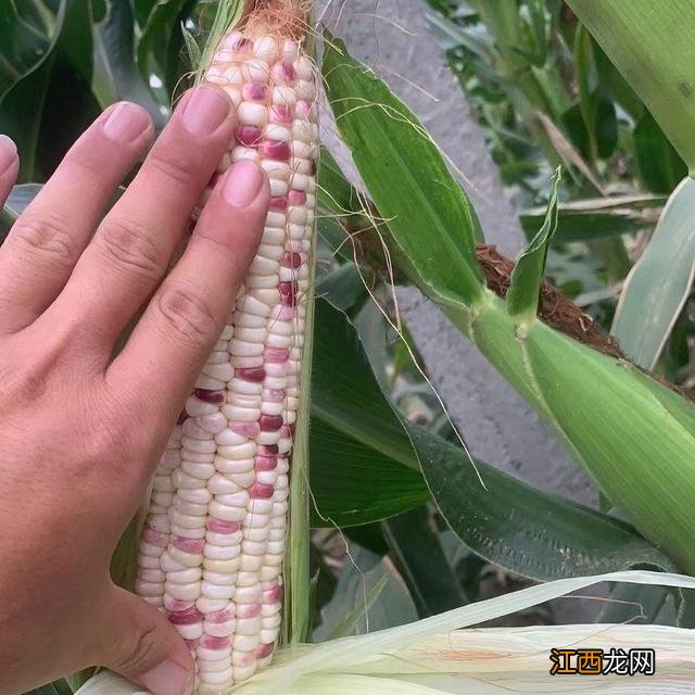 玉米的花属于什么花？玉米花的功效与作用，技巧全在这里