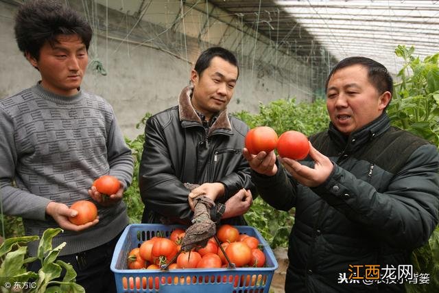 番茄果子自然变红的原因？番茄不变红怎么回事，这篇短文太好了！