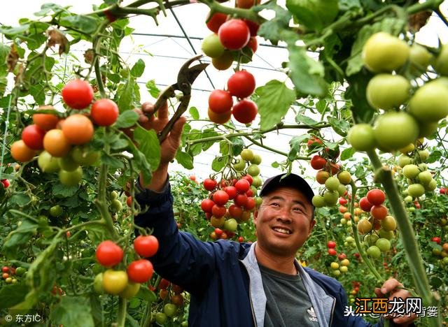 番茄果子自然变红的原因？番茄不变红怎么回事，这篇短文太好了！