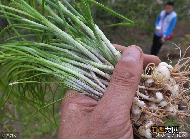 都有什么野菜名？十大野菜是哪些，这篇文章道出原委