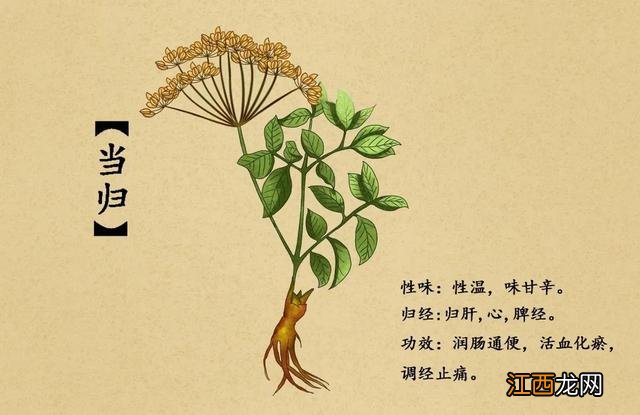 什么活血药物比较好？活血的药有哪些，看完文章，恍然大悟