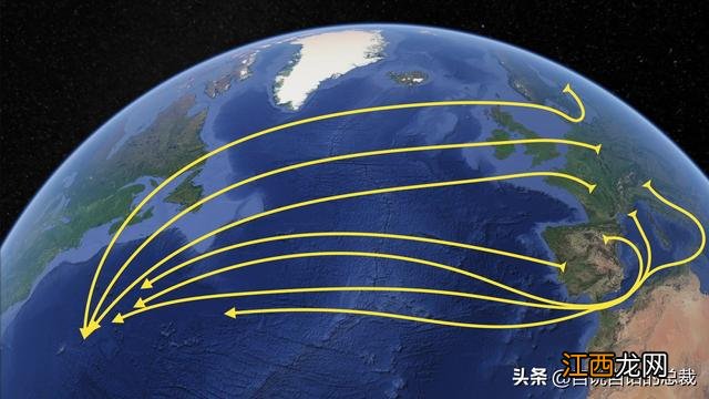 穿钉子鱼吃什么食物？长条鱼吃什么食物，秘诀告诉你，在这里