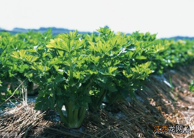 九月份适合种什么菜吃？九月份种什么菜最适合，请务必将此文章看完